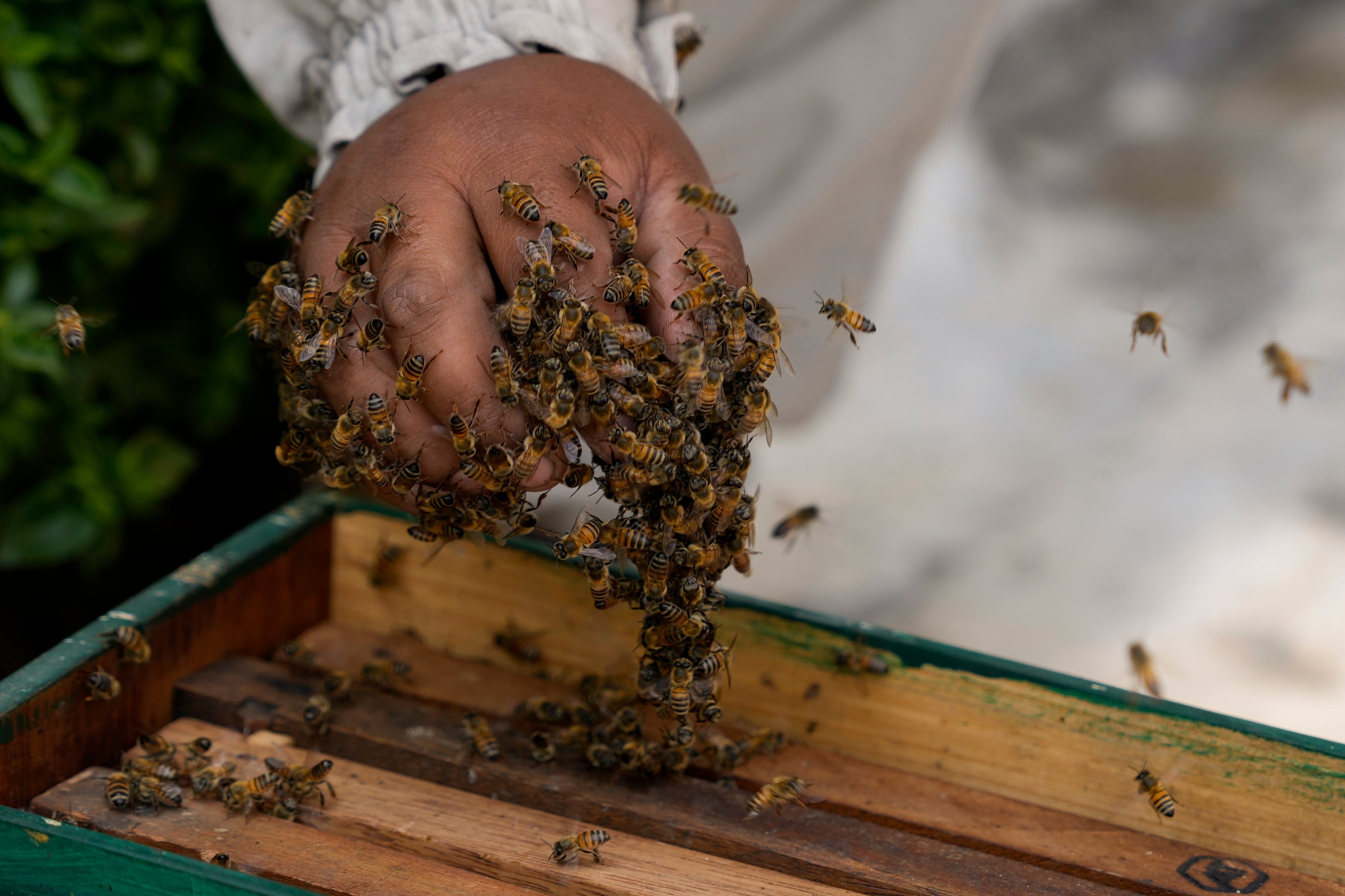 Las especies nativas como la Tetragonisca angustula aportan a la polinización de la flora local.