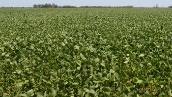 Este tratado de comercio birregional