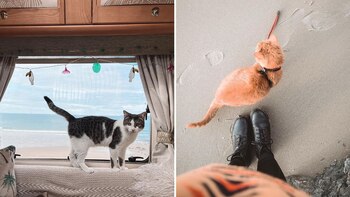 Los felinos vivieron experiencias inigualables