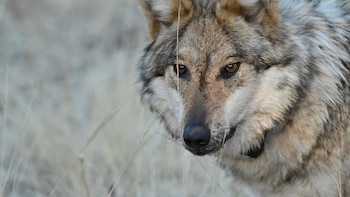 Lobo gris mexicano, en riesgo de perder protección en EEUU: Trump ordena revisar su estatus tras denuncias por ataques a ganado
