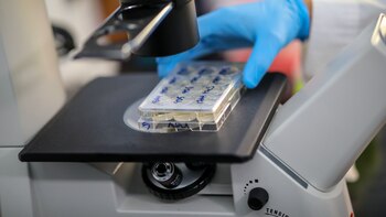 Qué se sabe sobre la