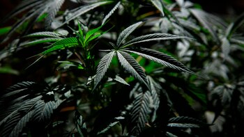 Alertan en Uruguay por ventas