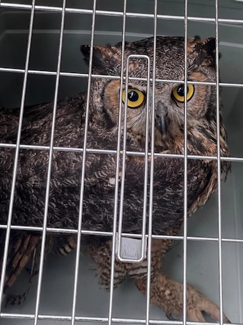 Un búho con plumaje marrón oscuro y ojos amarillos brillantes mira directamente a la cámara desde el interior de una jaula con barrotes metálicos