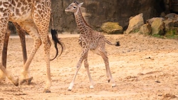 El Zoológico de Houston apoya