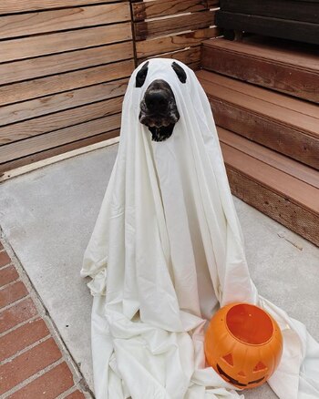 Después de todo Buda es