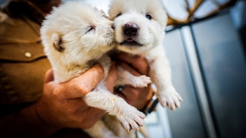 Científicos revivieron al lobo gigante