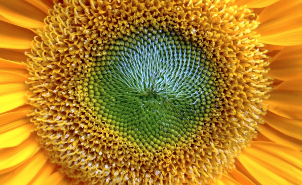 Girasol: más producción en La Pampa, pese al estrés hídrico y el clima desafiante