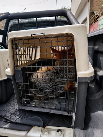 Un zorro andino de pelaje marrón y gris está dentro de una jaula de transporte color crema y negro, ubicada en la caja de una camioneta pickup