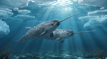 Dos narvales de color gris moteado nadan en aguas azules claras bajo la superficie helada, con rayos de sol visibles y algas en el fondo marino.