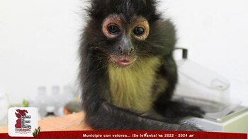 ¡Que monita visita! Rescataron a