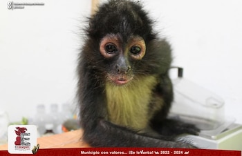 El ejemplar en peligro de