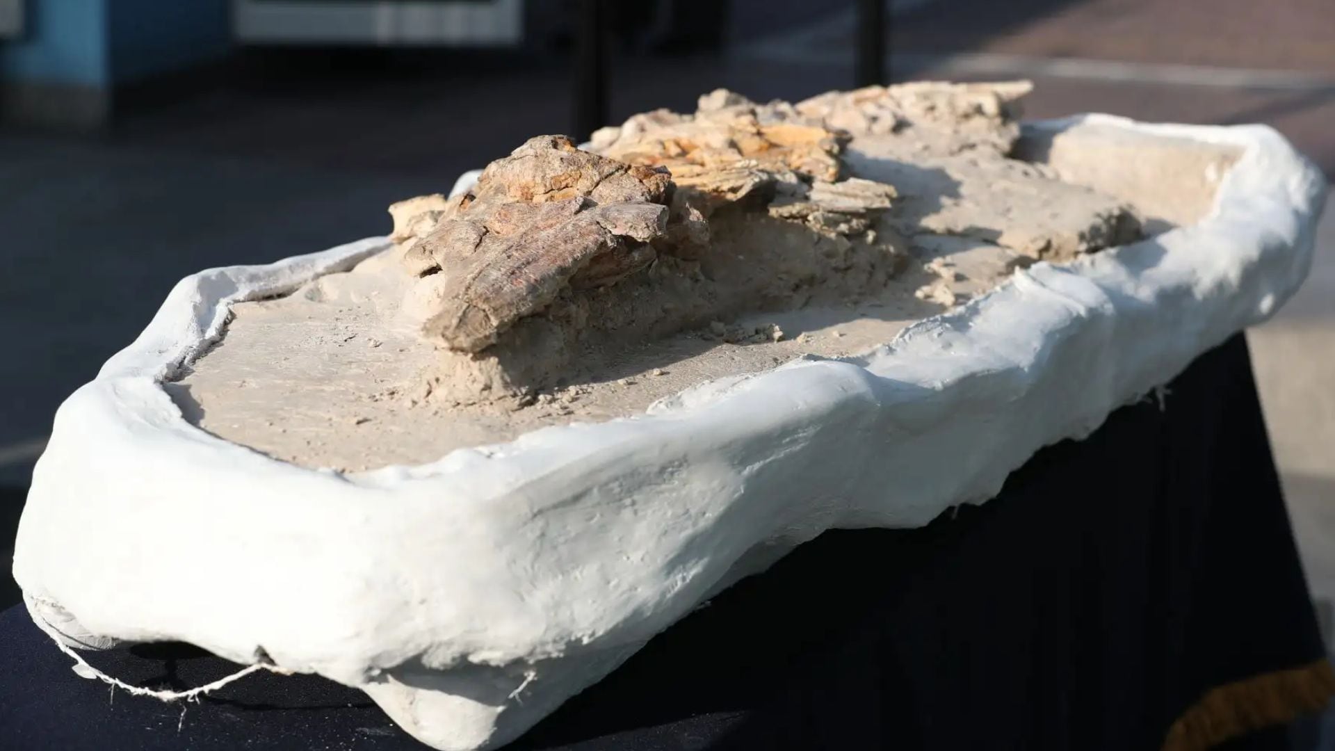 Este fósil, con más de 10 millones de años, proviene de la Formación Pisco y representa un periodo clave para la evolución de la fauna marina sudamericana - Créditos: Andina.