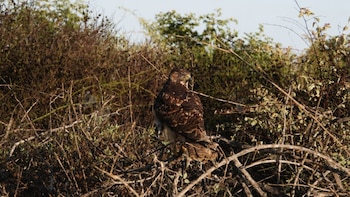 Gavilán acanelado y águila mora vuelven a su entorno natural en Ica luego de rescate y rehabilitación realizada por SERFOR