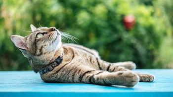 Los gatos tienden a dormir