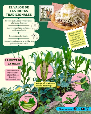 Infografía de fondo verde con texto sobre dietas tradicionales y la milpa, dibujos de maíz, frijol, calabaza, chile y un plato de comida mexicana