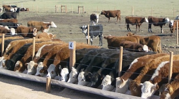 Ganado vacuno en feedlot