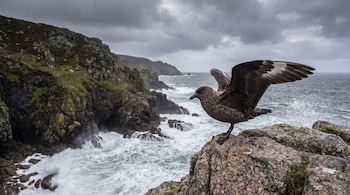 Un ave parda despliega sus alas sobre una roca en la cima de un acantilado junto al mar con oleaje y un cielo cubierto de nubes.