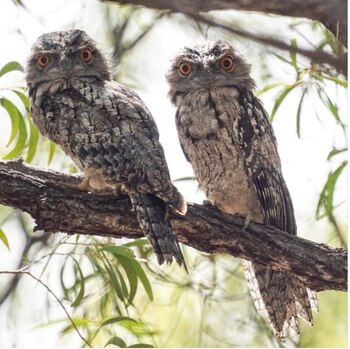 Imagen de dos podargos tomada