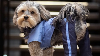 “Celadog”, el pequeño vigilante de