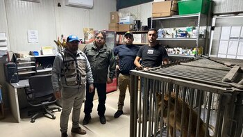 Profepa resguarda a león africano