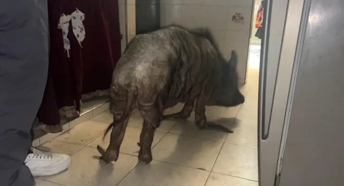 La intervención fue realizada tras una orden de allanamiento en una vivienda de Fonaviemcale, donde los animales se hallaban en condiciones críticas, por lo que recibieron atención médica en el Centro de Bienestar Animal del Distrito - crédito Alcaldía de Cali