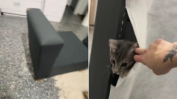 La dueña de Almendra se pregunta "¿Por dónde entró?" mientras realiza maniobras para rescatar a su gata atrapada dentro del sillón (TikTok)