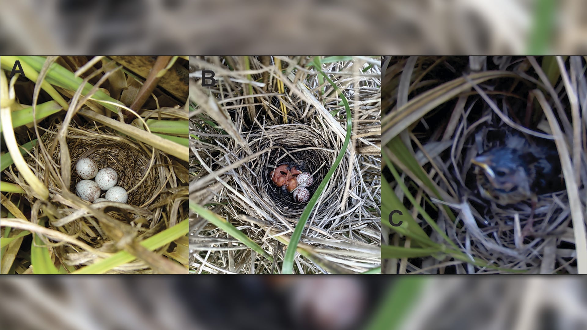 Más del 60% de los nidos en pastizales pampeanos fracasan por depredación, acentuada por la pérdida de cobertura vegetal nativa (eBird Argentina)