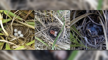 Tres nidos de aves en secuencia. El primero con huevos blancos moteados, el segundo con polluelos recién nacidos y huevos, y el tercero con un pichón