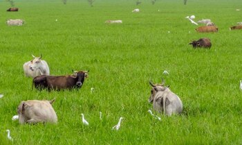 El CNA consideró que el