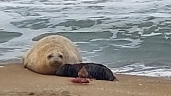 Un elefante marino adulto y una cría pequeña de color oscuro sobre la arena húmeda junto a la rompiente del mar