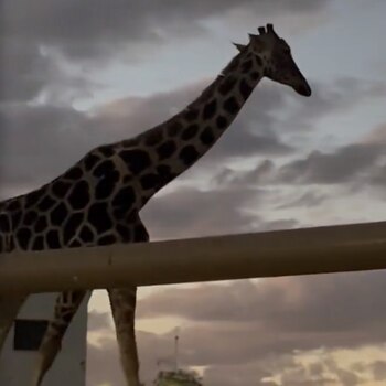 El animal supuestamente esta expuesto a las bajas temperaturas