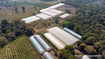 La entrega de insumos ganaderos
