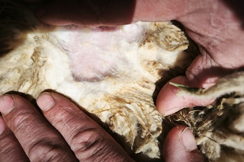 Causada por un ácaro que