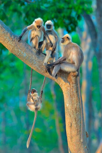 Thomas Vijayan/ Comedy Wildlife Photography