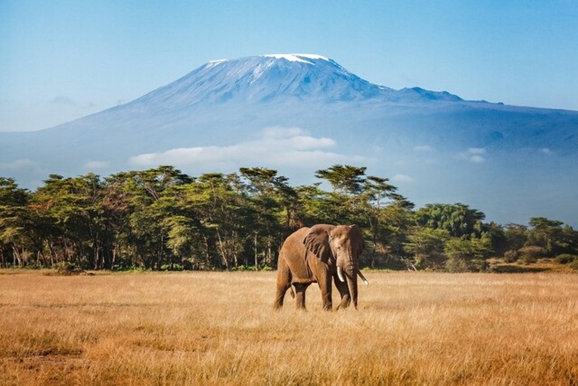 29/11/2025 An elephant emerges from the jungle with Mount Kilimanjaro in the background.
ESPAÑA EUROPA MADRID ECONOMIA
TATYANA_DRUJININA