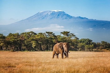29/11/2025 An elephant emerges from the jungle with Mount Kilimanjaro in the background.
ESPAÑA EUROPA MADRID ECONOMIA
TATYANA_DRUJININA