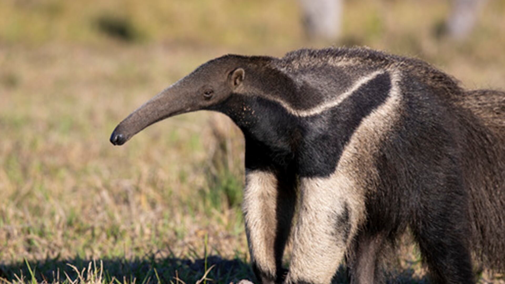Investigadores de Brasil y Reino Unido revelan que la cola del oso hormiguero gigante es clave para su supervivencia/ArgentiNat FVSA