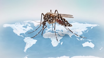 Un mosquito con rayas blancas y negras de pie sobre un mapa del mundo en tonos azules y blancos.