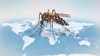 Día Internacional contra el Dengue: por qué se expandió a regiones inesperadas y cómo reducir el riesgo de contagio