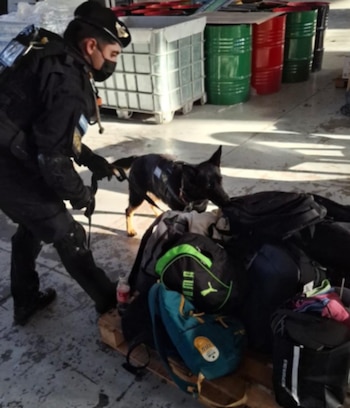 Un agente de policía con mascarilla y un perro detector inspeccionan mochilas y bolsos sobre un palé de madera. Al fondo hay barriles industriales