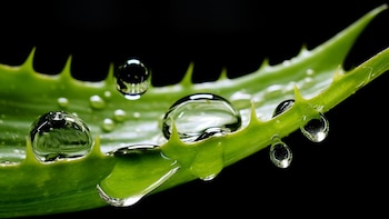 Los estudios destacan la capacidad del aloe vera para aumentar la producción de colágeno (Imagen ilustrativa Infobae)