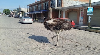 Avestruz Tepotzotlán Edomex
