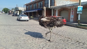 Avestruz causa sorpresa al correr por calles en el municipio de Tepotzotlán: logran capturarlo sano
