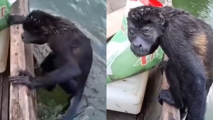 Mono exhausto fue salvado por un pescador en Norte de Santander: apenas podía seguir dando brazadas