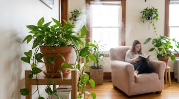 Primer plano de una planta de poto en maceta marrón sobre un estante de madera, vapor, mujer leyendo en sillón y otras plantas al fondo.