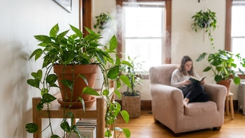 La planta que elimina el olor a cigarro en interiores y que sobrevive con poca luz