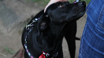 Cajas de compensación ampliarán su