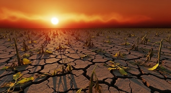 Campo agrícola completamente seco y agrietado con plantas marchitas bajo un sol brillante y un cielo naranja rojizo, reflejando una sequía severa.