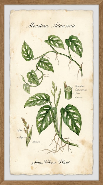 Ilustración botánica detallada de una Monstera Adansonii con hojas verdes perforadas, tallos y raíces, en un papel envejecido dentro de un marco de madera.