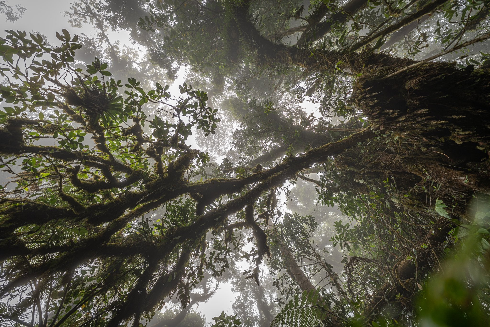 Bosques nubosos y fuentes de agua en el corazón de la reserva son considerados esenciales para la biodiversidad y el abastecimiento hídrico de la región./ (Ministerio de Medio Ambiente y Recursos Naturales)